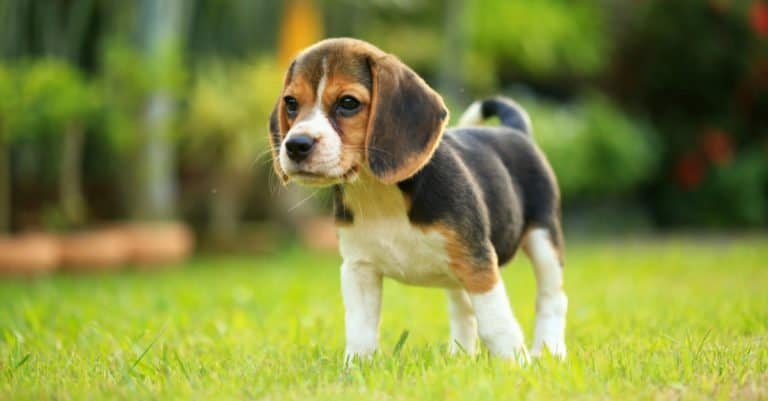 Beagle puppy standing in the grass