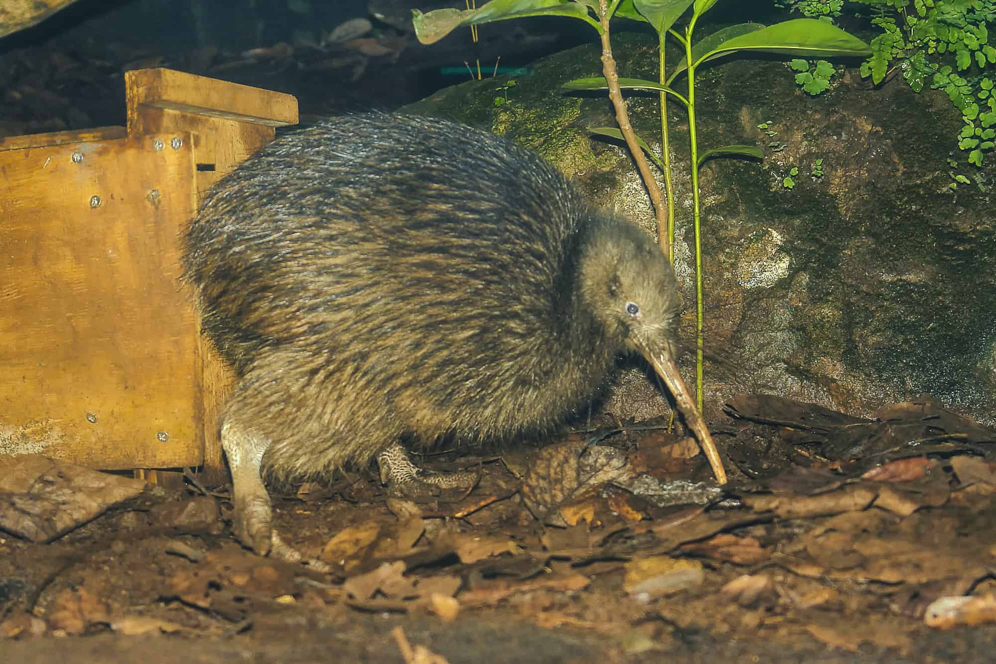 The North Island brown kiwi on a close up