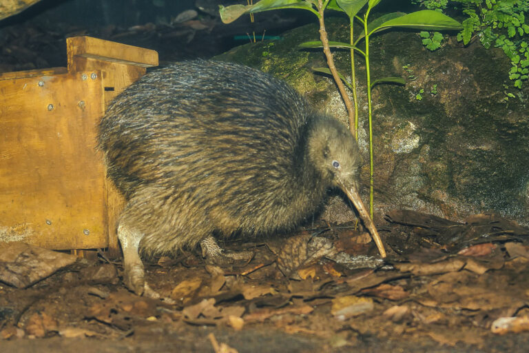 Kiwi eating
