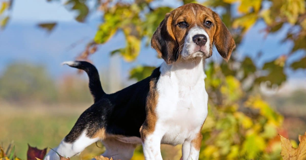 Beagle adult standing on point in a park