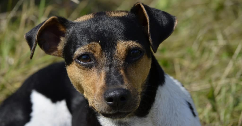 Brazilian Terrier laying on the ground