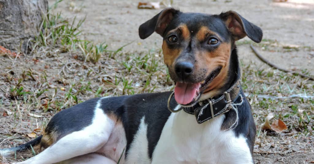 Brazilian Terrier sitting on the ground