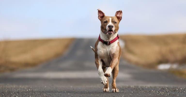 American Staffordshire Terrier running down a road