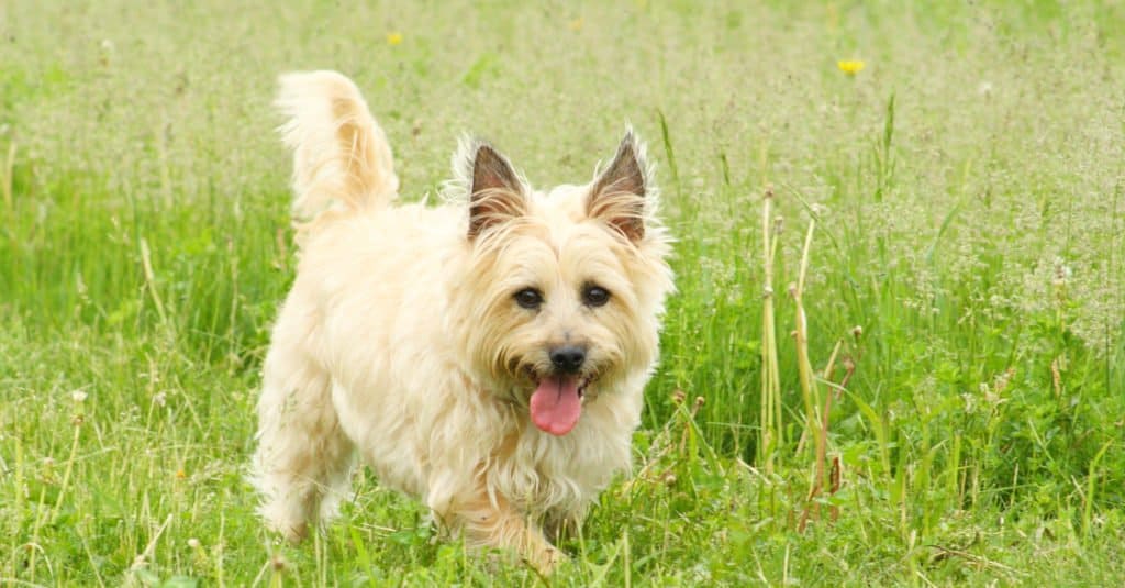 Cairn terrier standing on the grass