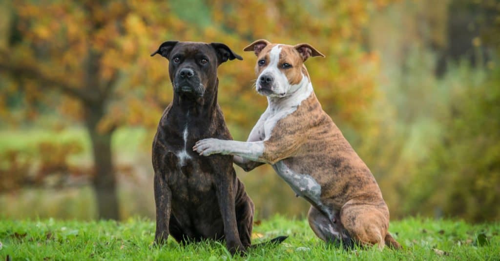 Two American Staffordshire Terriers sitting in the park