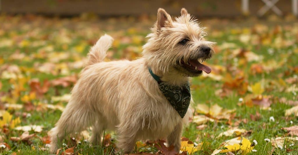 Cairn Terrier Dog Breed Complete Guide AZ Animals