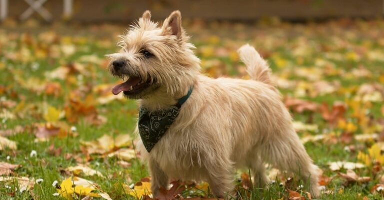 A Cairn Terrier standing in a field.