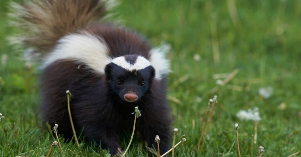 Свиноносый скунс Гумбольдта ( Conepatus humboldti ) в поисках еды в долине Чакабуко, Патагония, Чили.