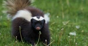 Are Skunks Rodents? Picture