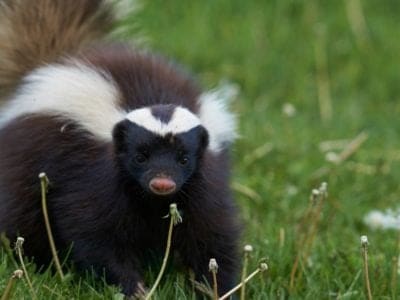 A Skunk Teeth: Everything You Need To Know
