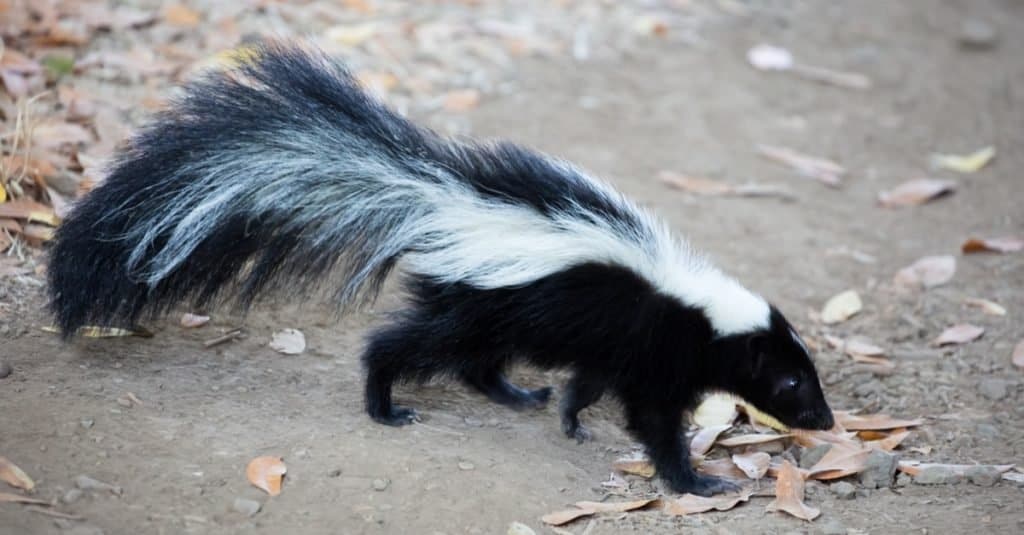 Striped Skunk - Mephitis mephitis. Rancho San Antonio County Park, California, USA.