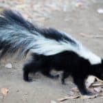 Striped skunks are one of the smelliest animals in Canada. 