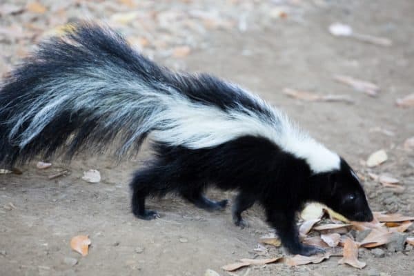Striped skunks are one of the smelliest animals in Canada. 