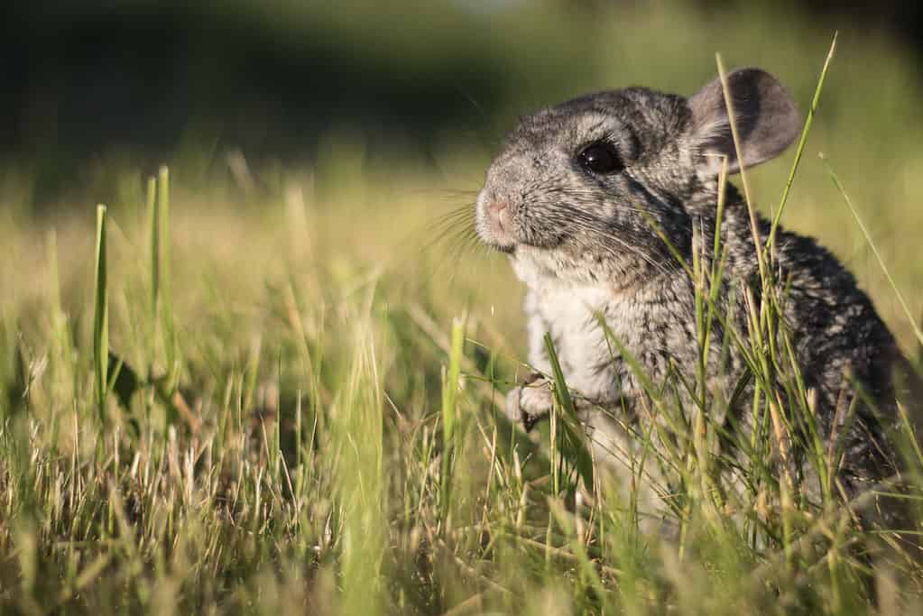 Chinchilla in the wild