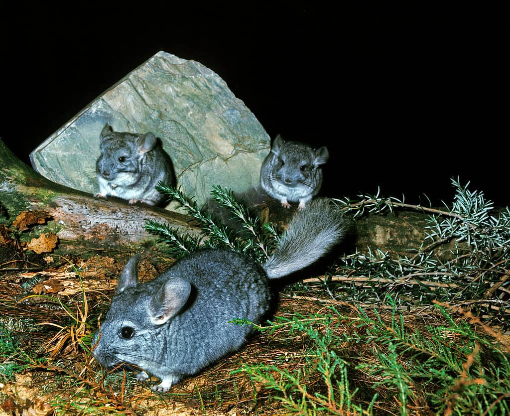 Chinchilla wild at night