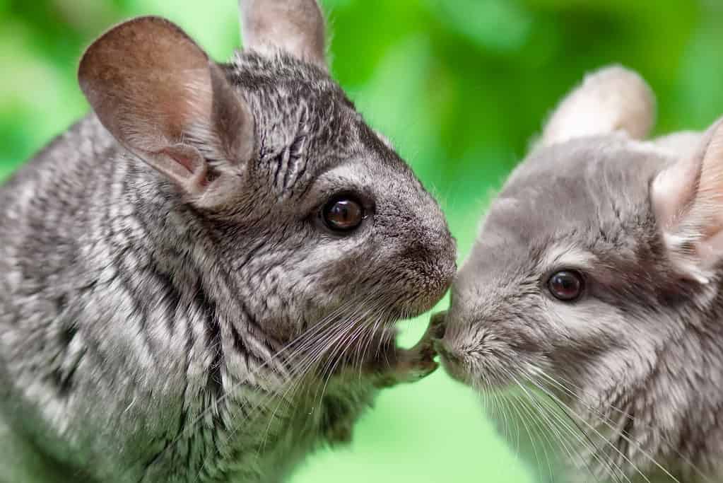 A pair of cute gray chinchillas sit on a green background with leaves