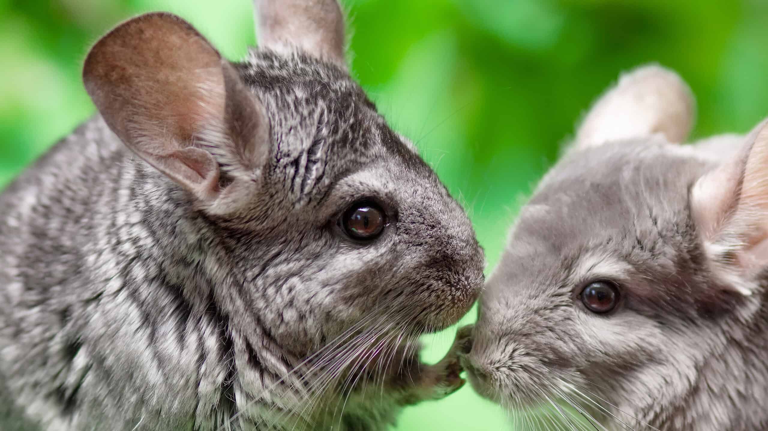 couple of cute gray chinchilla sitting on green colored background with leaves