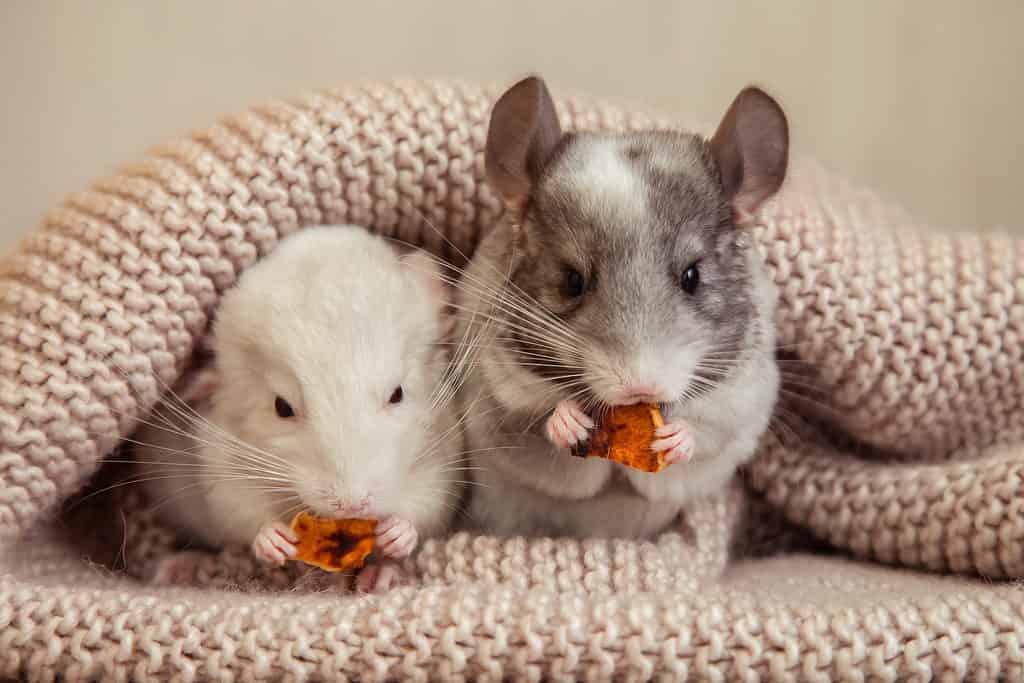 Pet Chinchillas in a blanket