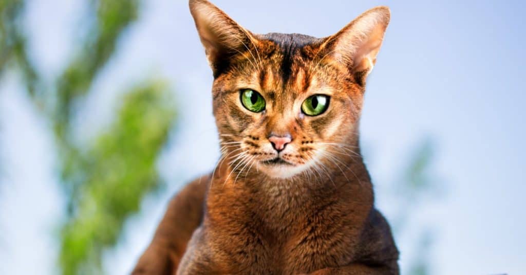Abyssinian cat outdoors in the garden