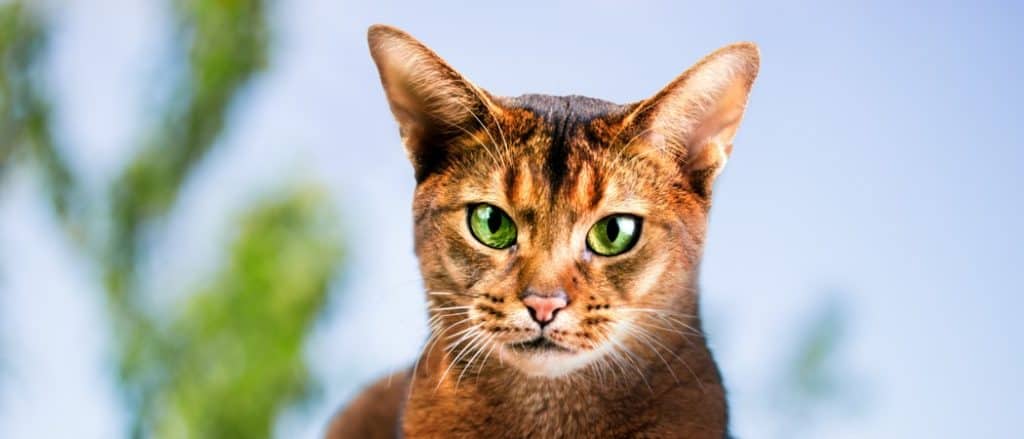 Abyssinian cat outdoors in the garden