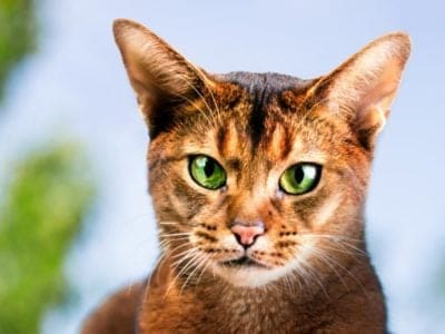 Abyssinian cat outdoors in the garden