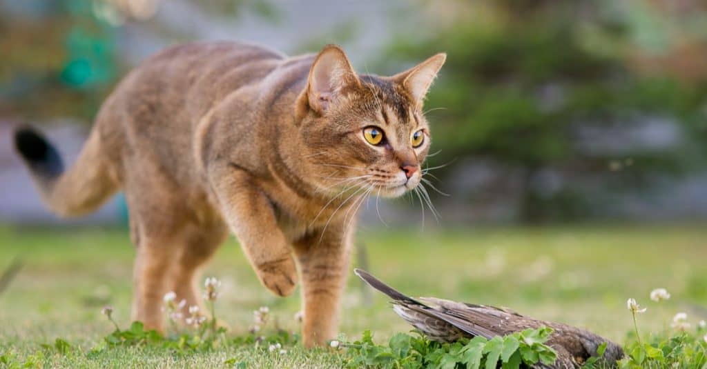 Abyssinian cat hunts a bird in the open air