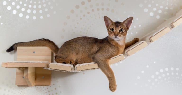 Abyssinian cat ruddy closeup on a wooden ladder, a pole, a hammock