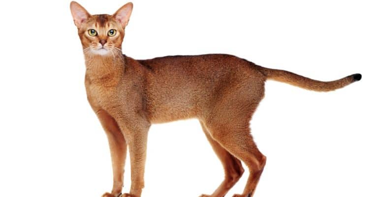 Abyssinian cat side view full length, isolated on white background