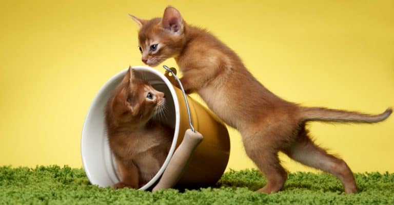 Abyssinian kittens playing