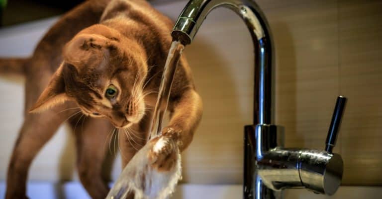 Abyssinian playing with water