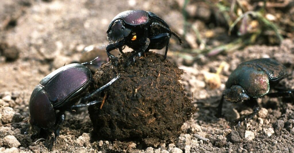 Dung beetles with a dung ball.