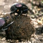 Dung beetles with a dung ball.