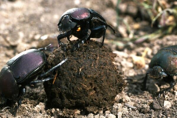 Dung beetles with a dung ball.