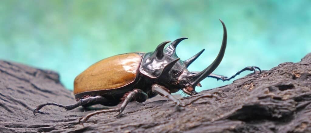 The Five-horned rhinoceros beetle