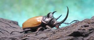See A Fist Sized Beetle Flap Its Powerful Swings Like a Jackhammer Picture