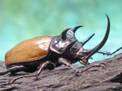 A Beetle