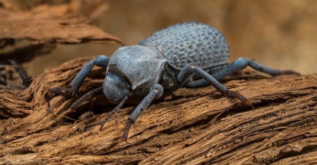 Asbolus verrucosus (desert ironclad beetles or blue death feigning beetles) beetle on desert driftwood.