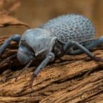 Asbolus verrucosus (desert ironclad beetles or blue death feigning beetles) beetle on desert driftwood.