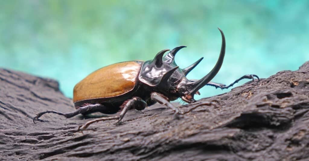 The Five-horned rhinoceros beetle (Eupatorus graciliconis) known as Hercules beetles , Unicorn or Horn beetles , in tropical forest.