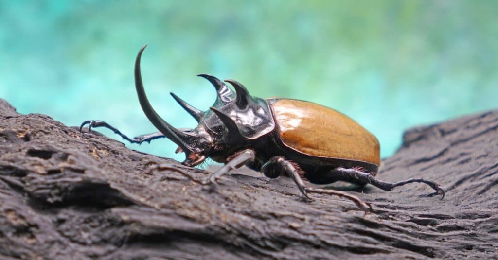 The Five-horned rhinoceros beetle (Eupatorus graciliconis) known as Hercules beetles , Unicorn or Horn beetles , in tropical forest.
