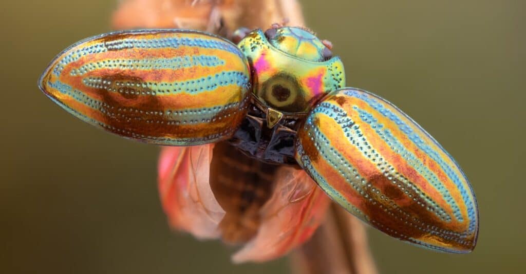 A rosemary beetle with wide-open hard wings.