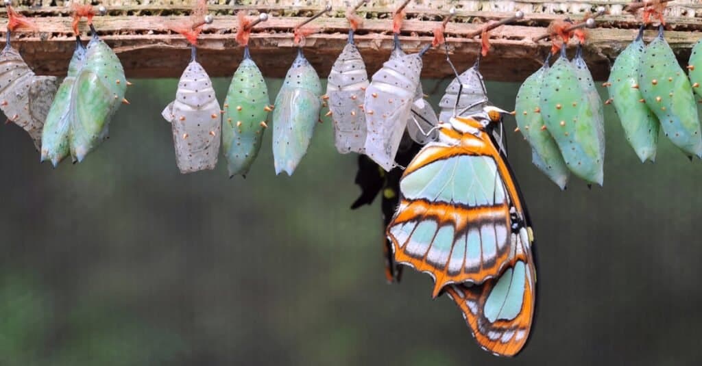 chrysalis vs cocoon