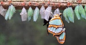 Chrysalis vs. Cocoon: What’s the Difference? Picture