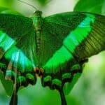 Butterflies and moths