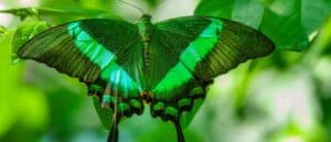 Green Butterflies: Spiritual Meaning and Symbolism Picture