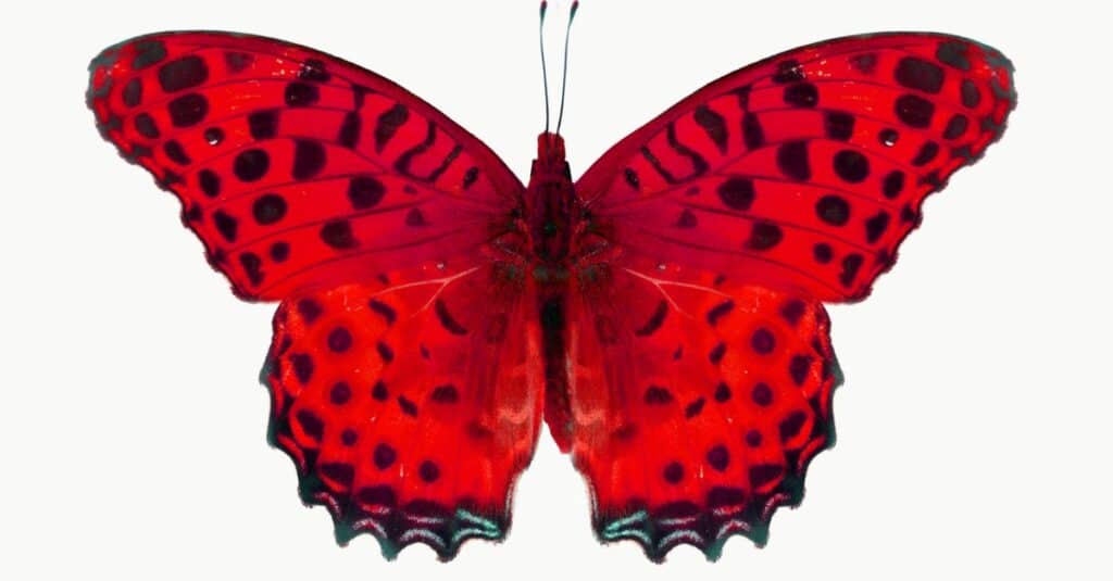 red butterflies background