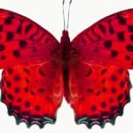 Beautiful red butterfly isolated on white background