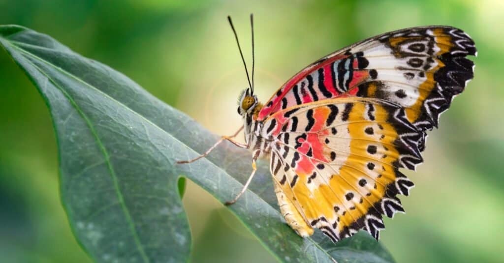 The butterflies of the British Isles. Butterflies. THE BUTTERFLY. II third,  which are closely united, each bear a pair of wings also. The legs, which  in the butterfly are adapted for