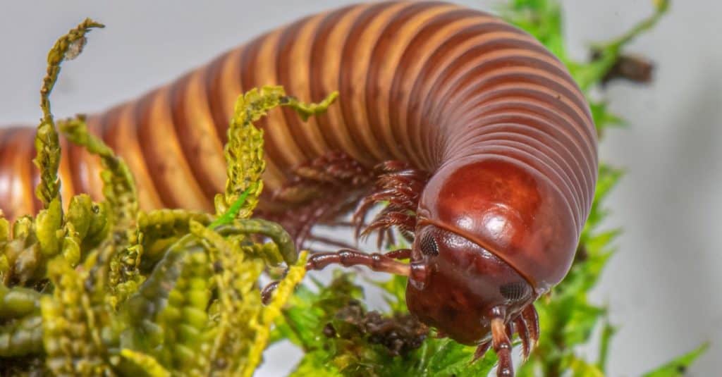 Texas Giant Gold Millipede close up