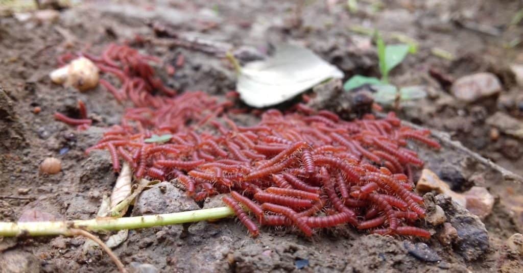 Swarm of baby millipedes on the move.